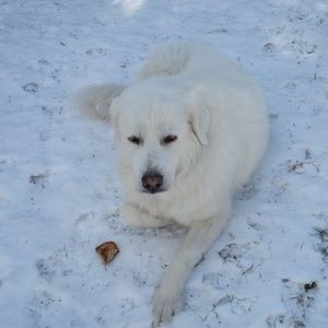 Meet your Posher, Gerald